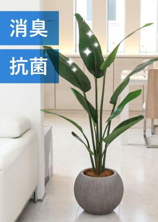 スマートフォン用の画像