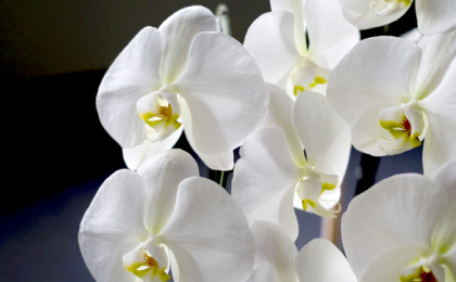 開店祝い・開業祝い