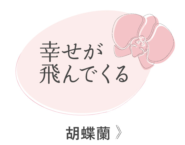 胡蝶蘭