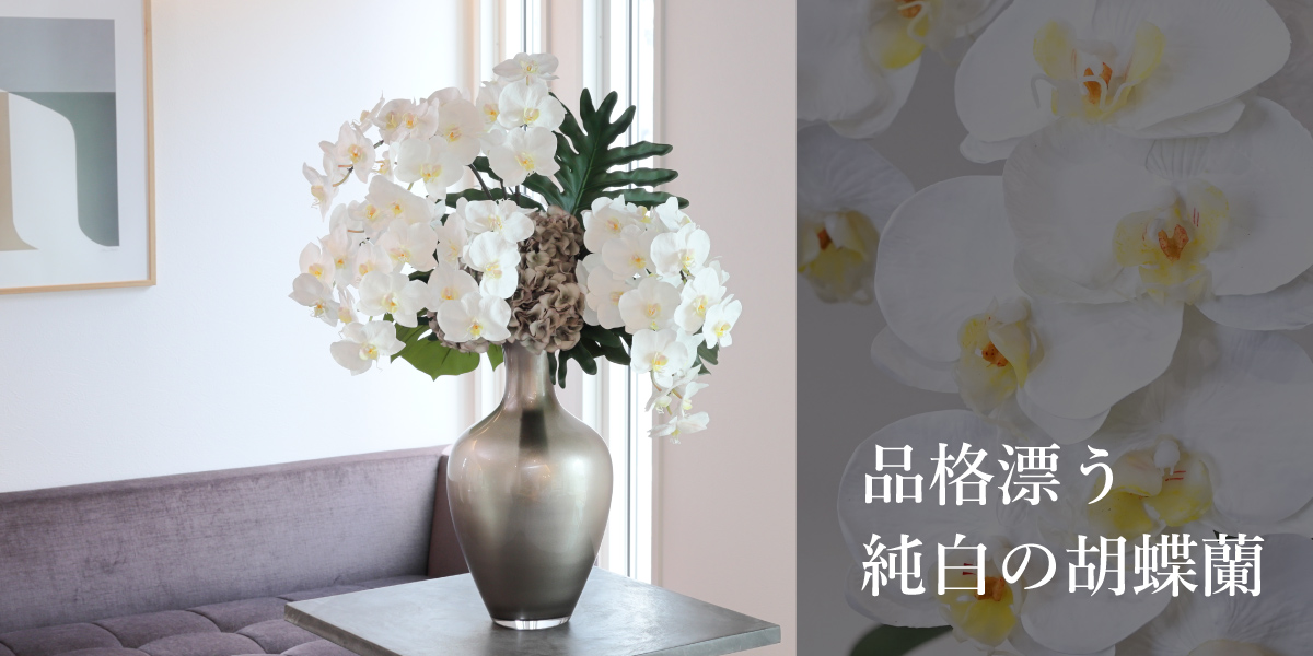 祝い花の定番「胡蝶蘭」