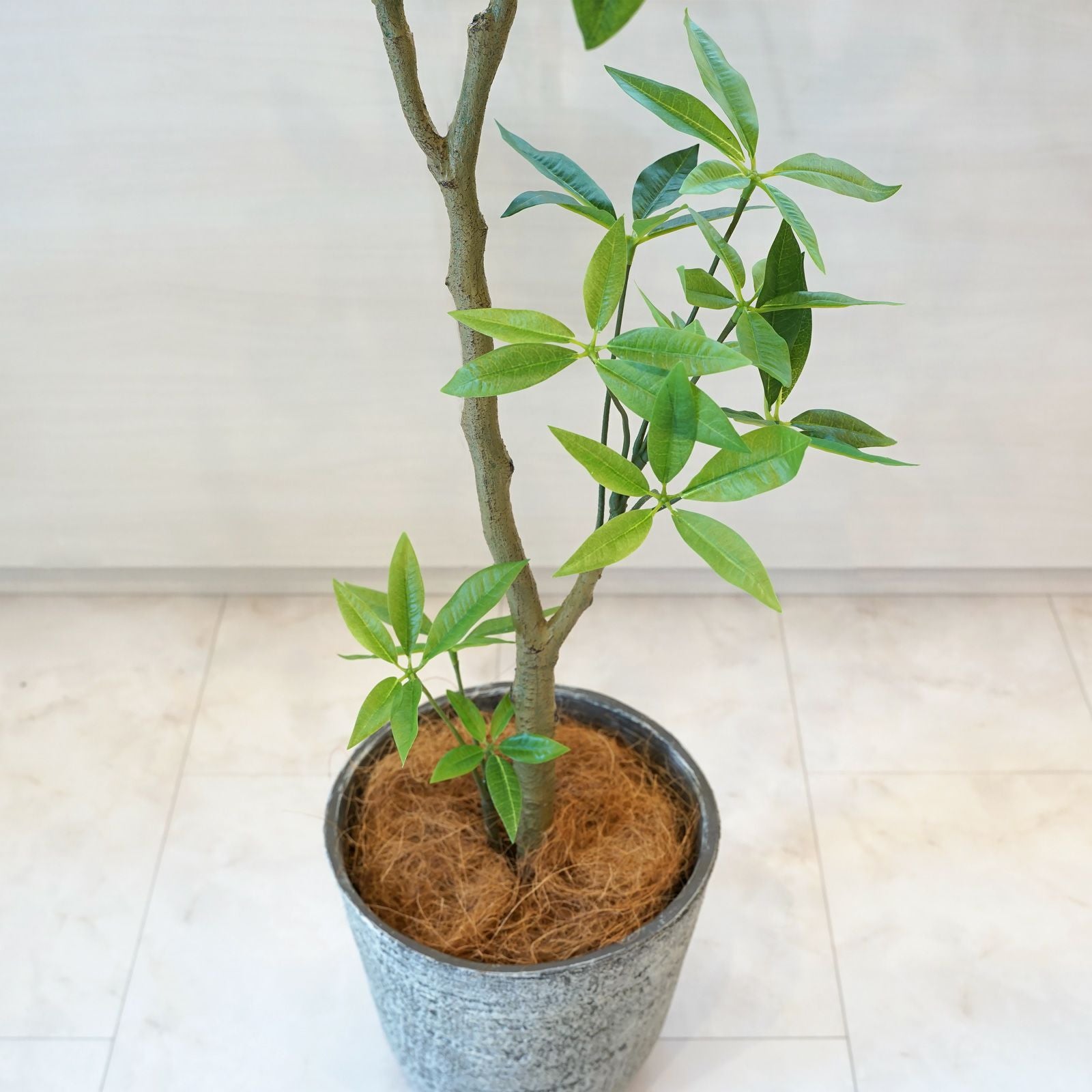 パキラ フェイクグリーン [59] 高さ130cm 観葉植物 開店祝い エコ