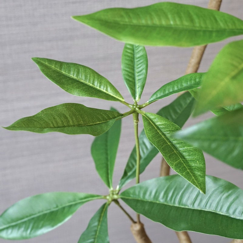 ツイストパキラ インテリアグリーン[78]