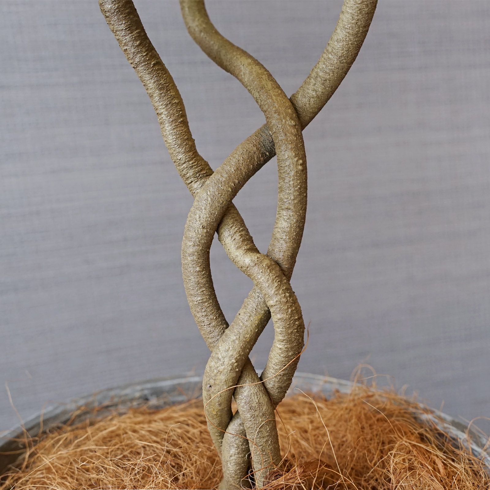 ツイストパキラ フェイクグリーン [78] 高さ103cm 観葉植物 エコ