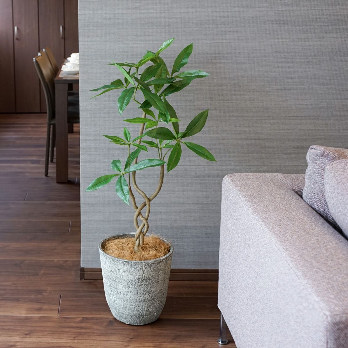 ツイストパキラ インテリアグリーン[78]