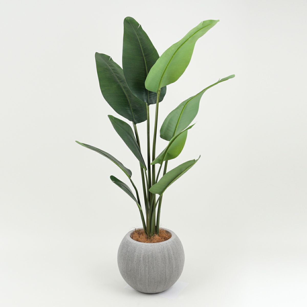 オーガスタ フェイクグリーン [100] BA 高さ150cm 観葉植物 開店祝い
