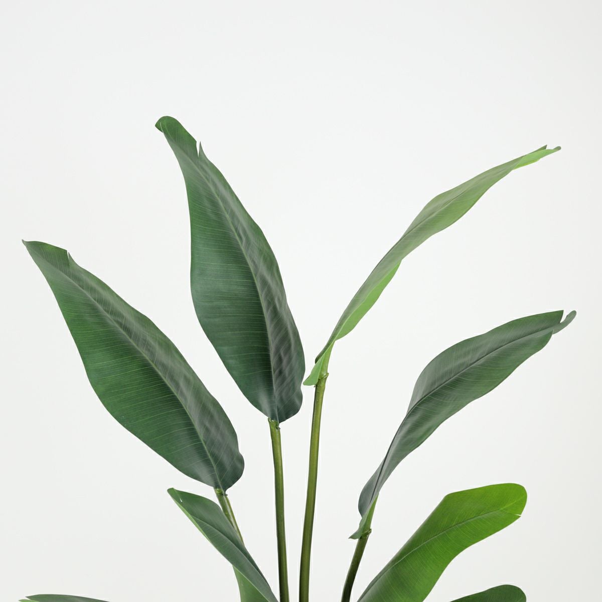 オーガスタ フェイクグリーン [100] BA 高さ150cm 観葉植物 開店祝い