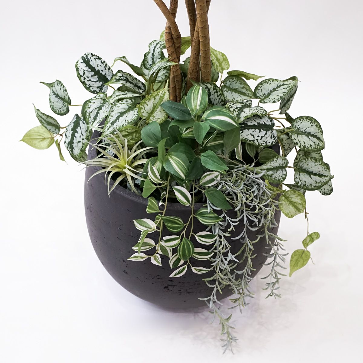 ユッカフィリ観葉植物 宝石のような観葉植物のお店 【Jewelry Plant】 ユッカ フィリフェラ