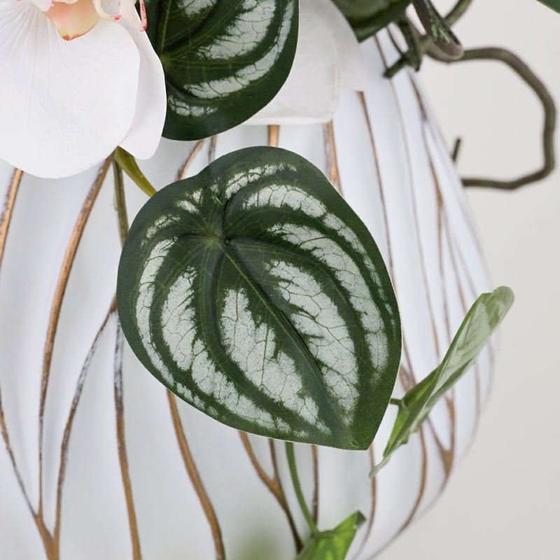 胡蝶蘭 アレンジメント [05A] BA