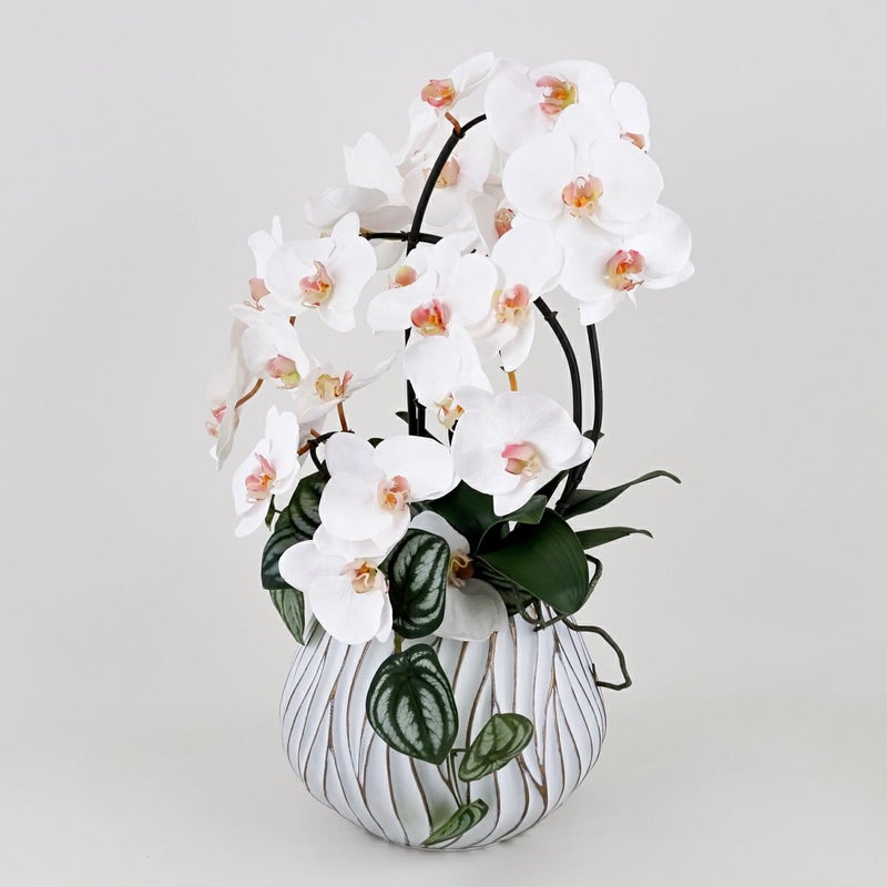 胡蝶蘭 アレンジメント [05A] BA