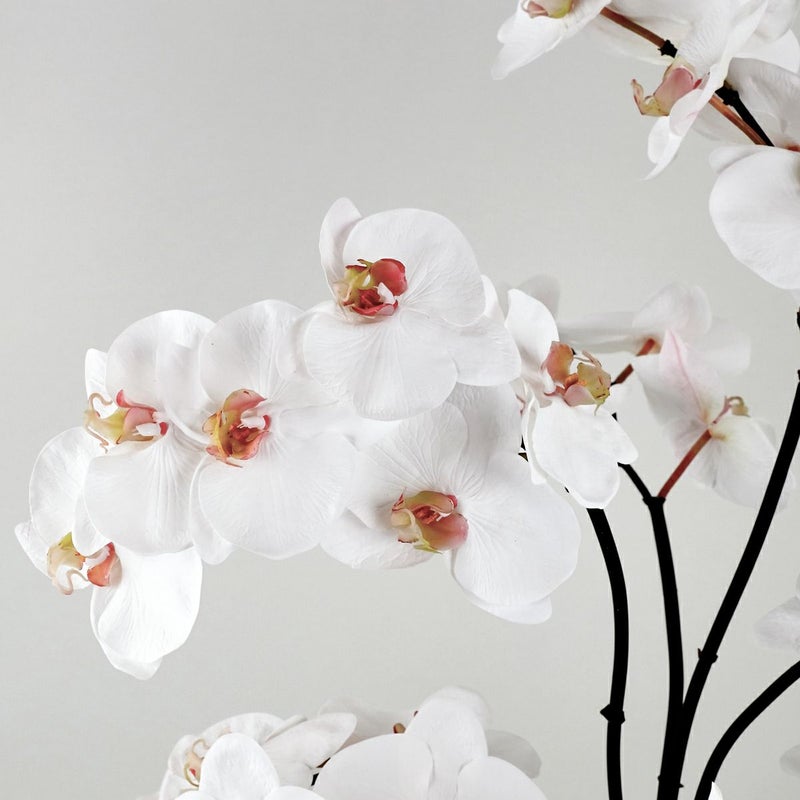 胡蝶蘭 アレンジメント [06A] BA