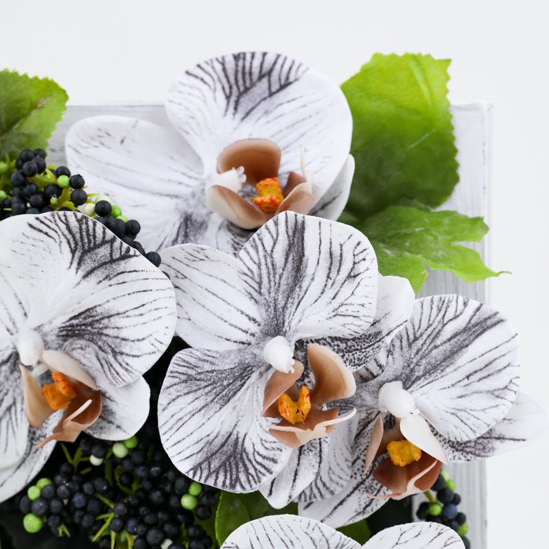 胡蝶蘭 ミニフレーム [WEB546]