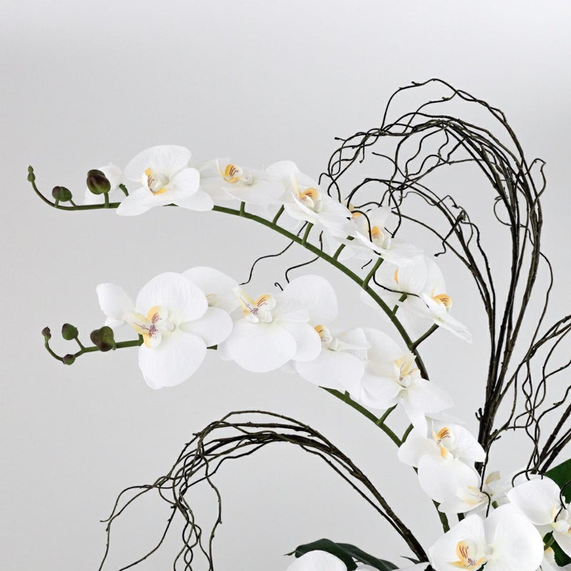 ファレノプシス アレンジメント [79E]