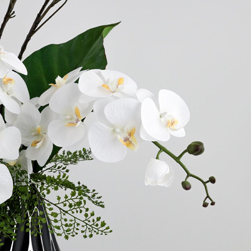 ファレノプシス アレンジメント [79E]