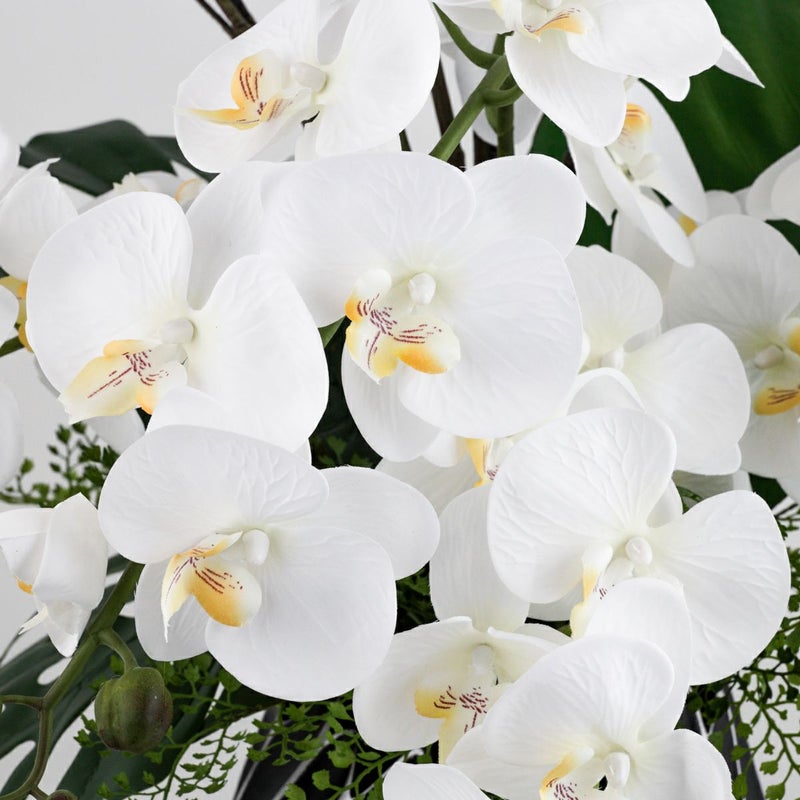 ファレノプシス アレンジメント [79E]