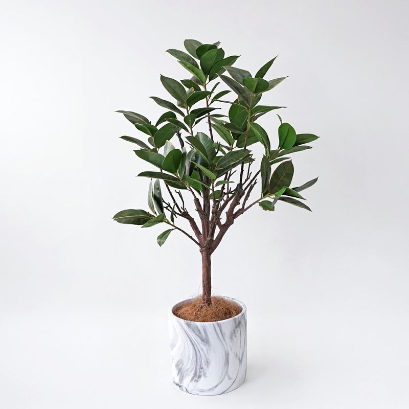 ラバーツリー フェイクグリーン [116]