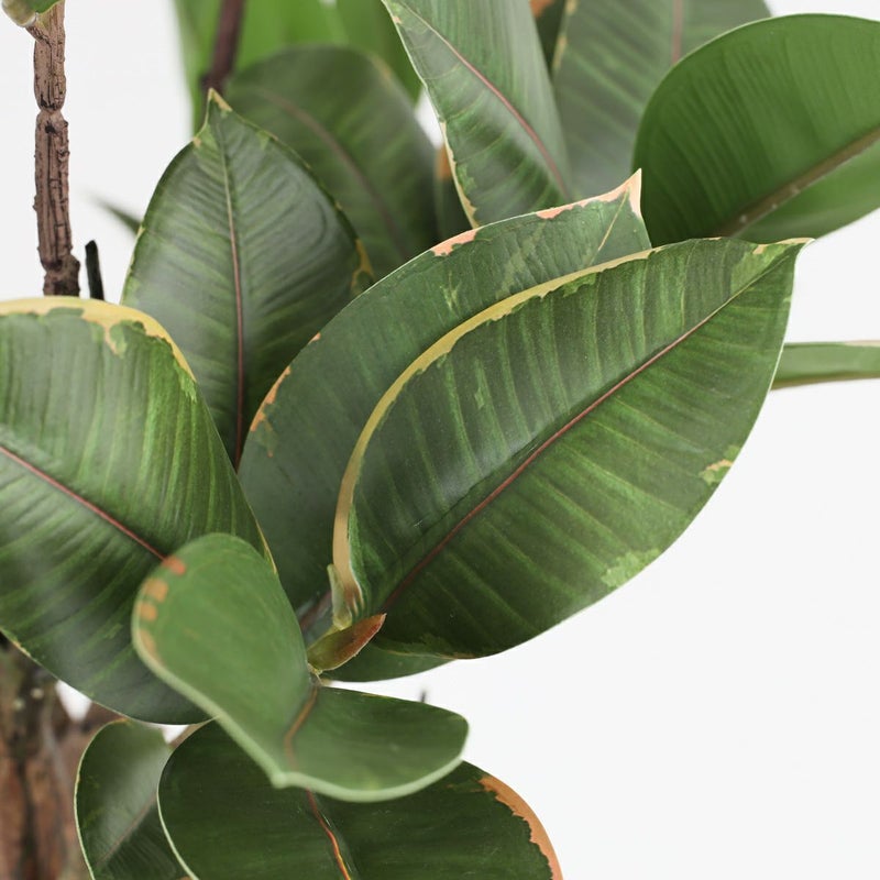 ラバーツリー フェイクグリーン [116]