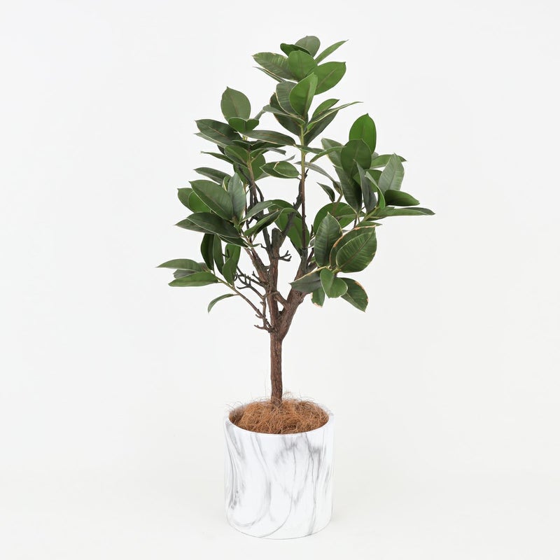 ラバーツリー フェイクグリーン [116]