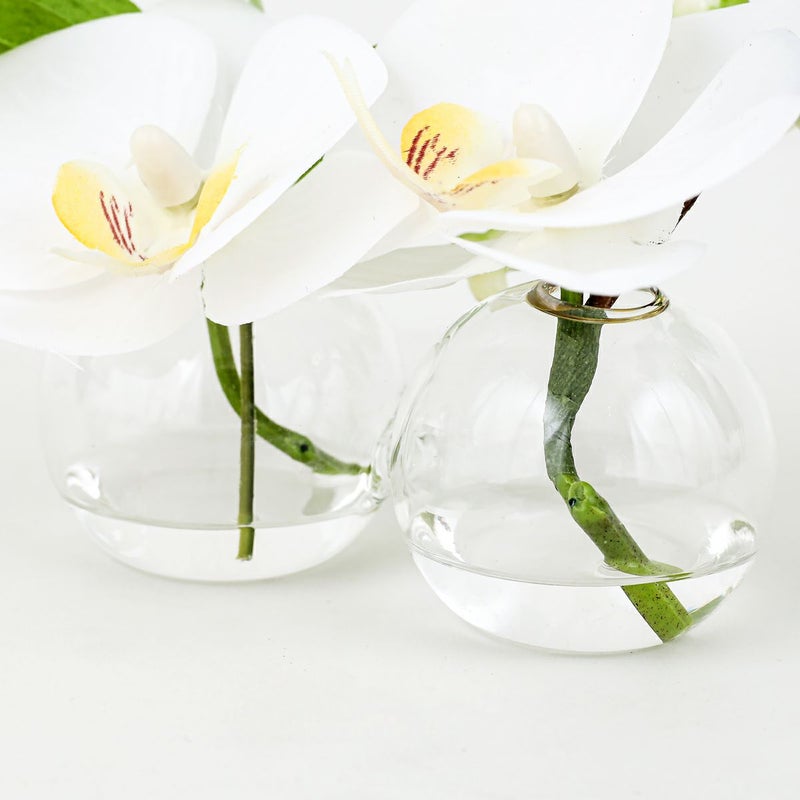 胡蝶蘭 マジックウォーター アレンジメント [01]