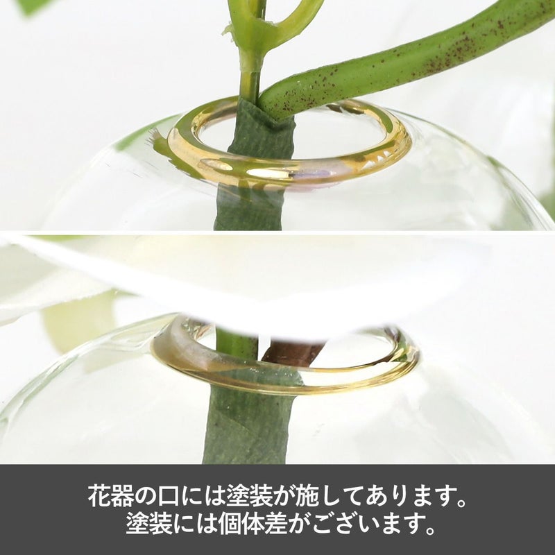 胡蝶蘭 マジックウォーター アレンジメント [01]