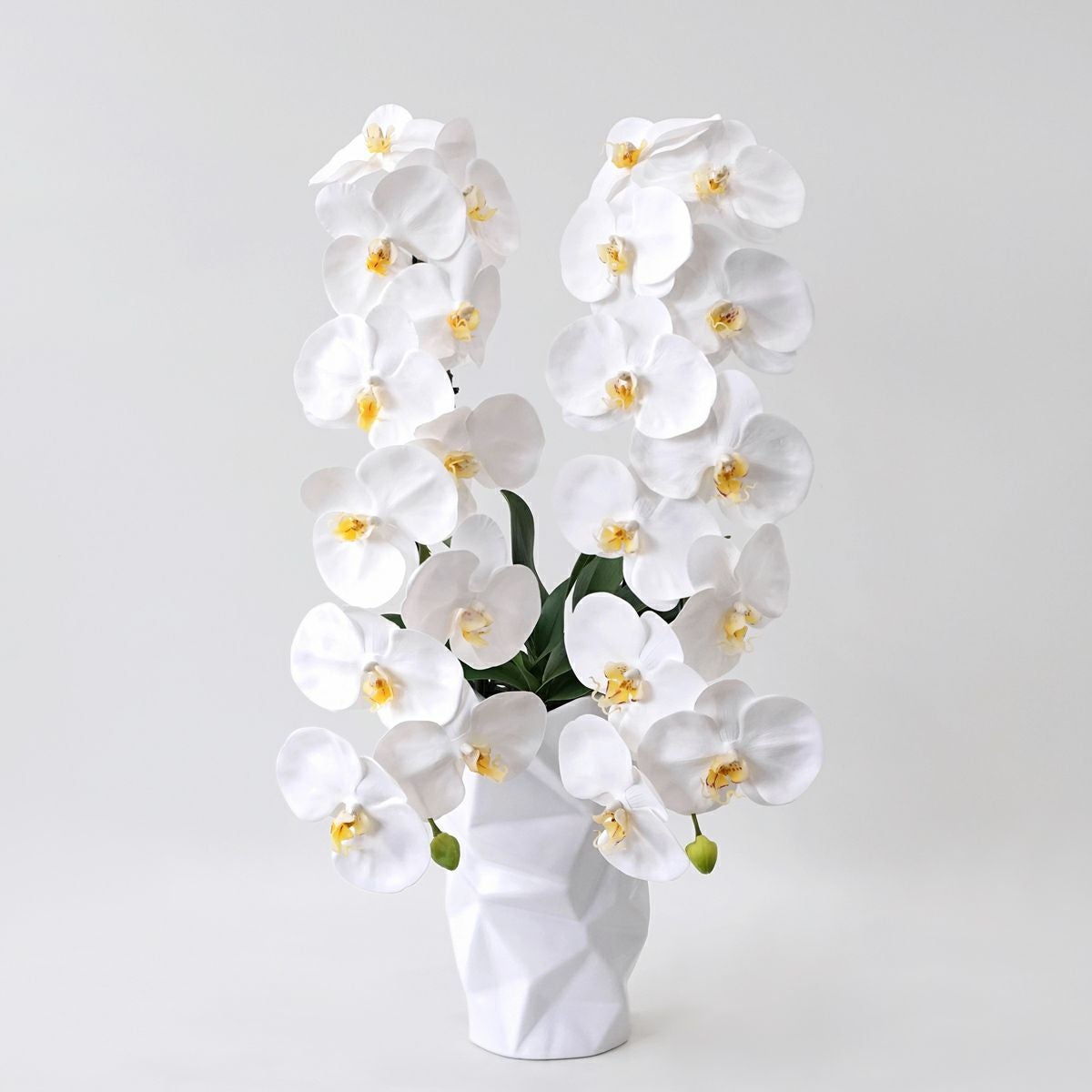 胡蝶蘭 2本立 はくらん[08]