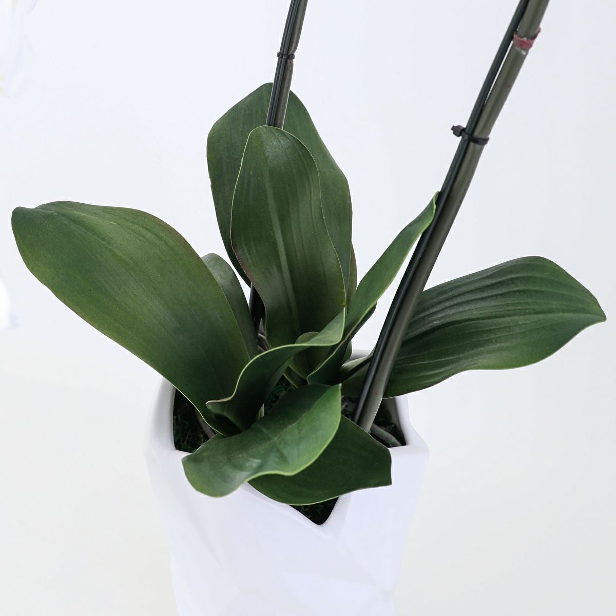 胡蝶蘭 2本立 はくらん[08]