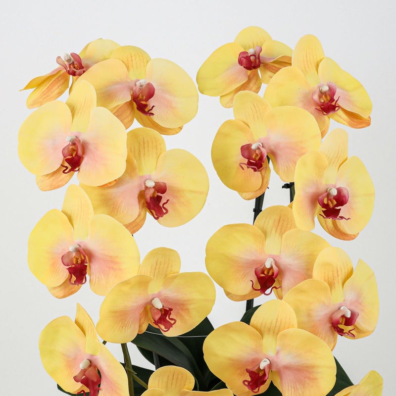 胡蝶蘭 2本立 はくらん[10]