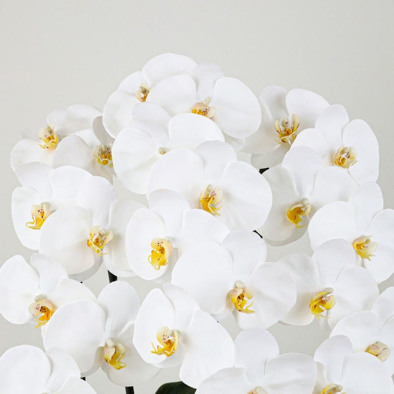 胡蝶蘭 3本立 はくらん[11]