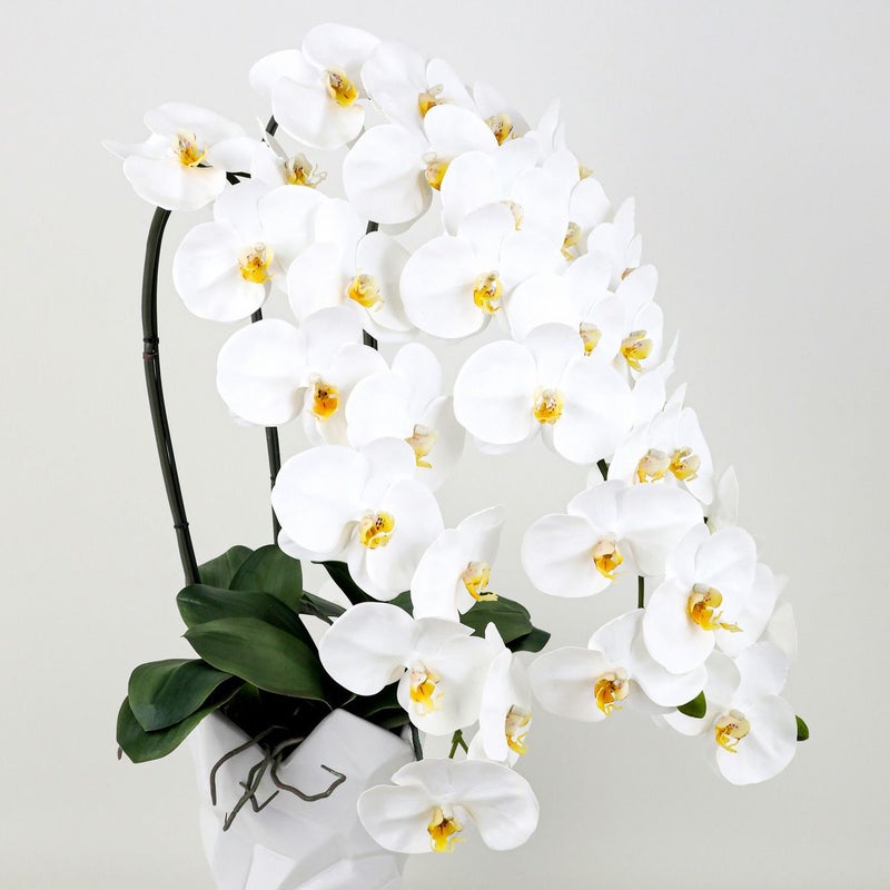 胡蝶蘭 3本立 はくらん[11]