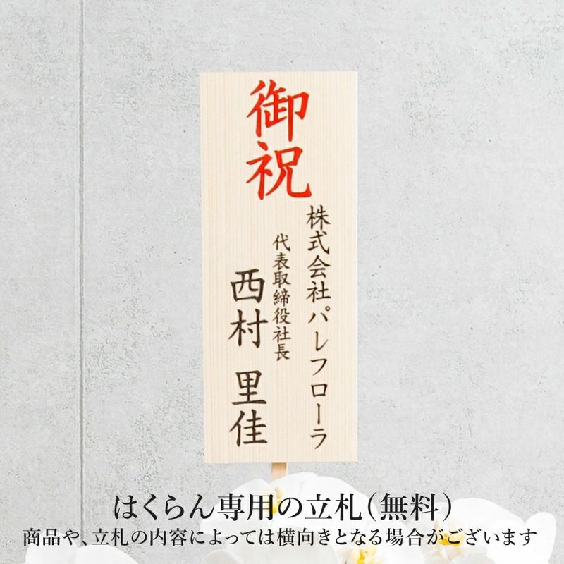 胡蝶蘭 3本立 はくらん[13]