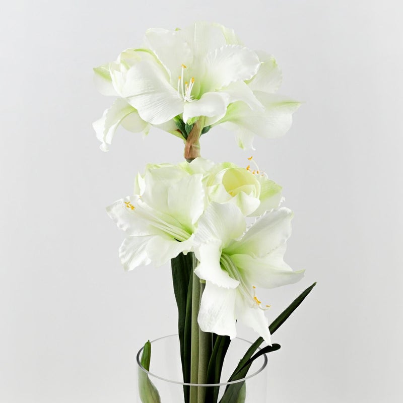 特別価格】 マジックウォーター アマリリスアレンジメント