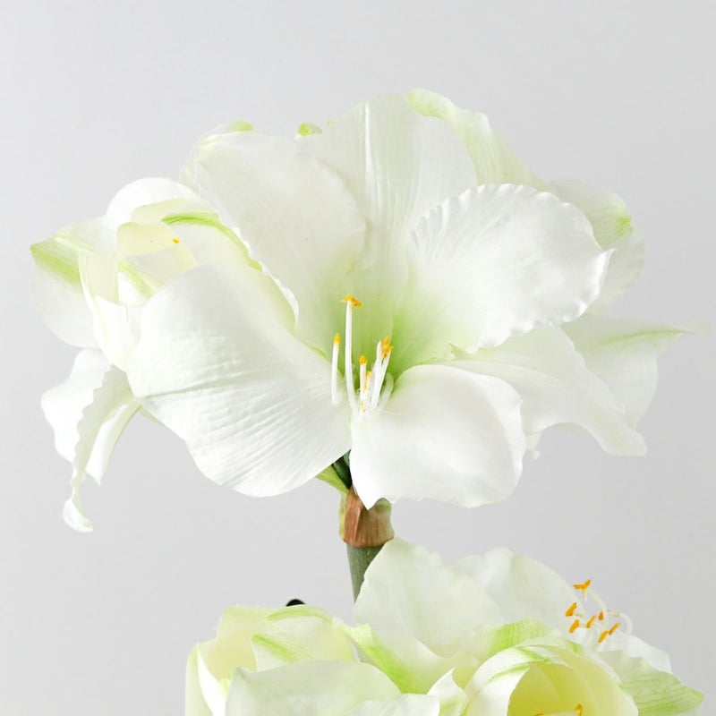 特別価格】 マジックウォーター アマリリスアレンジメント