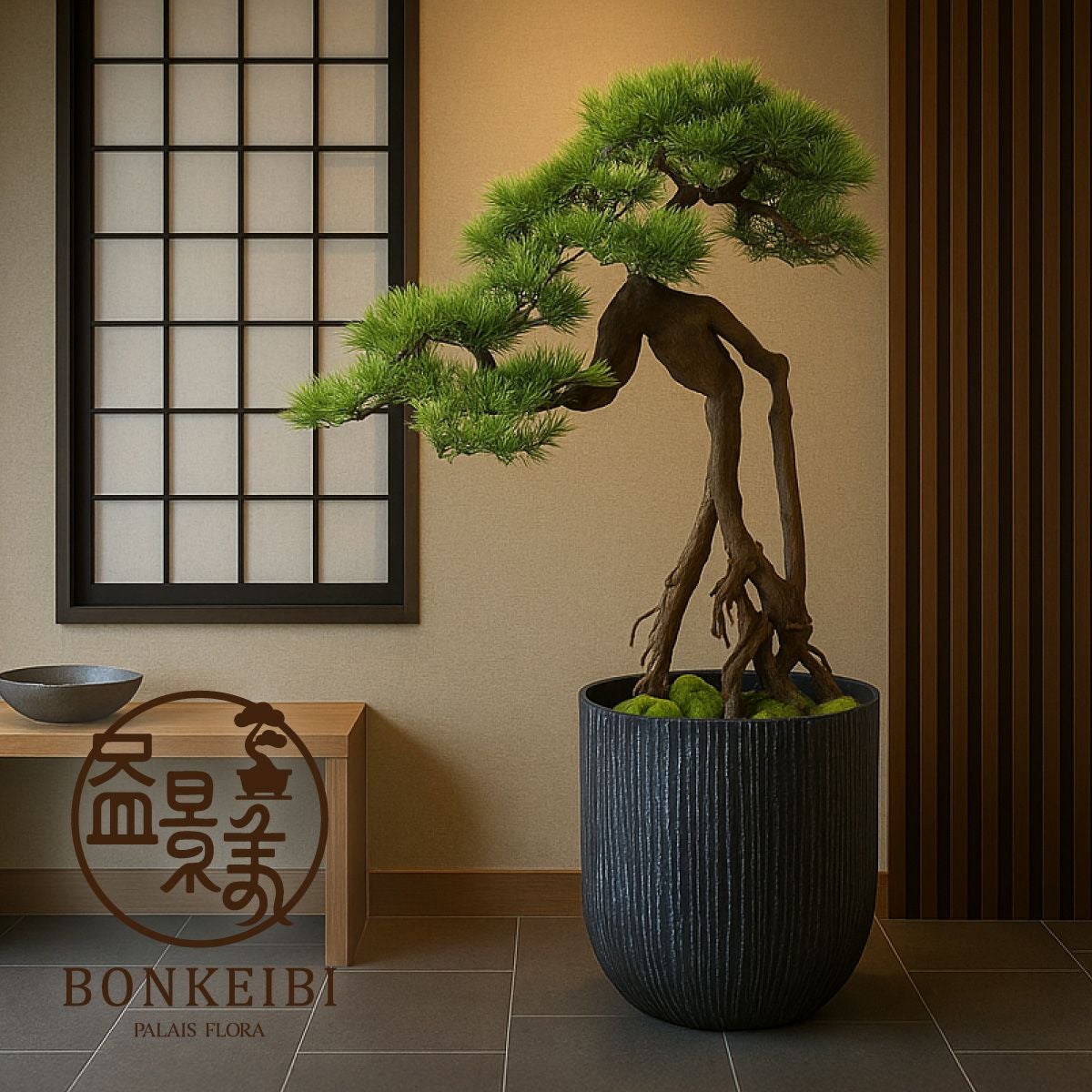 観葉植物　盆栽 盆栽、多肉植物、塊根植物、観葉植物通販/KIDORI -キドリ-