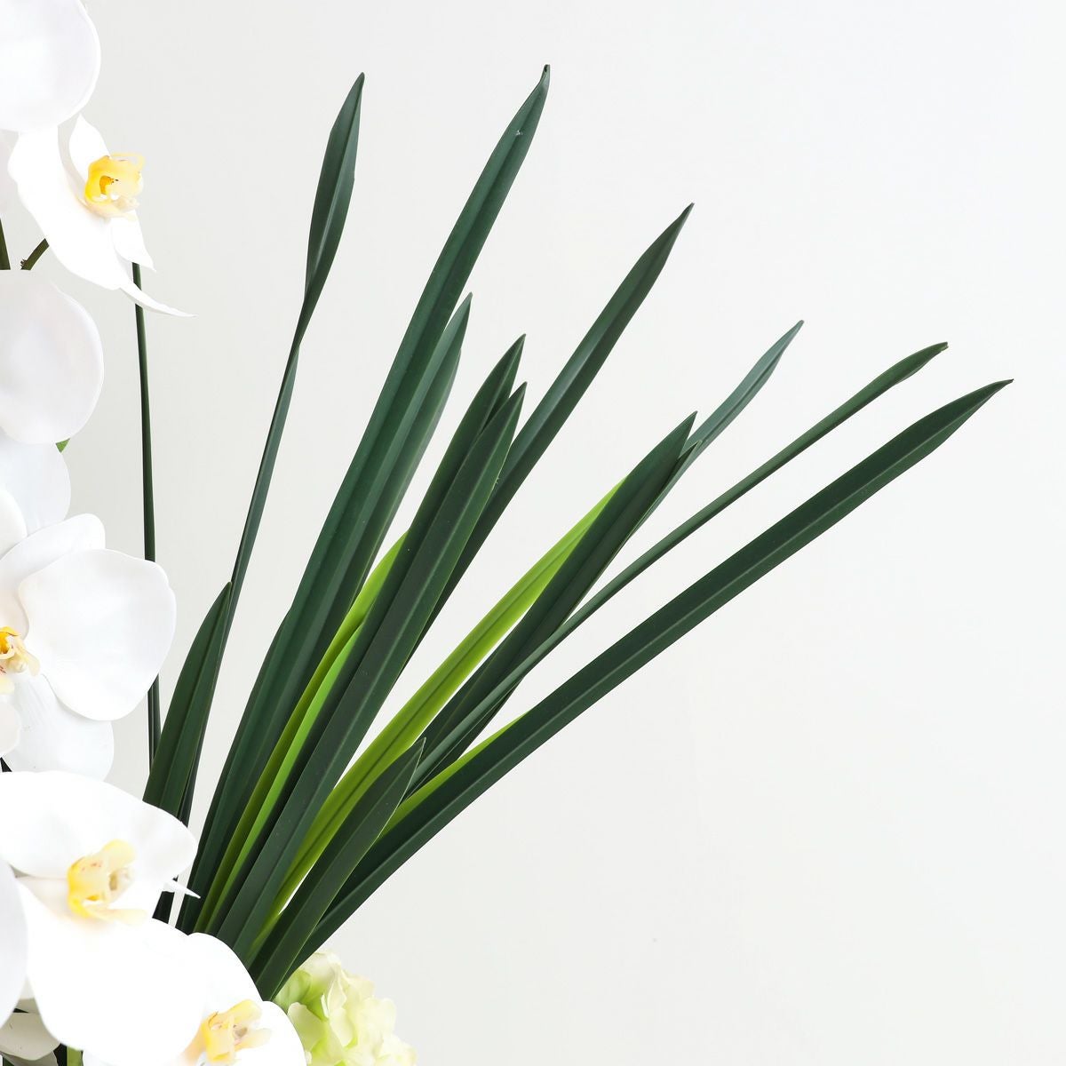 胡蝶蘭 はくらん[20]