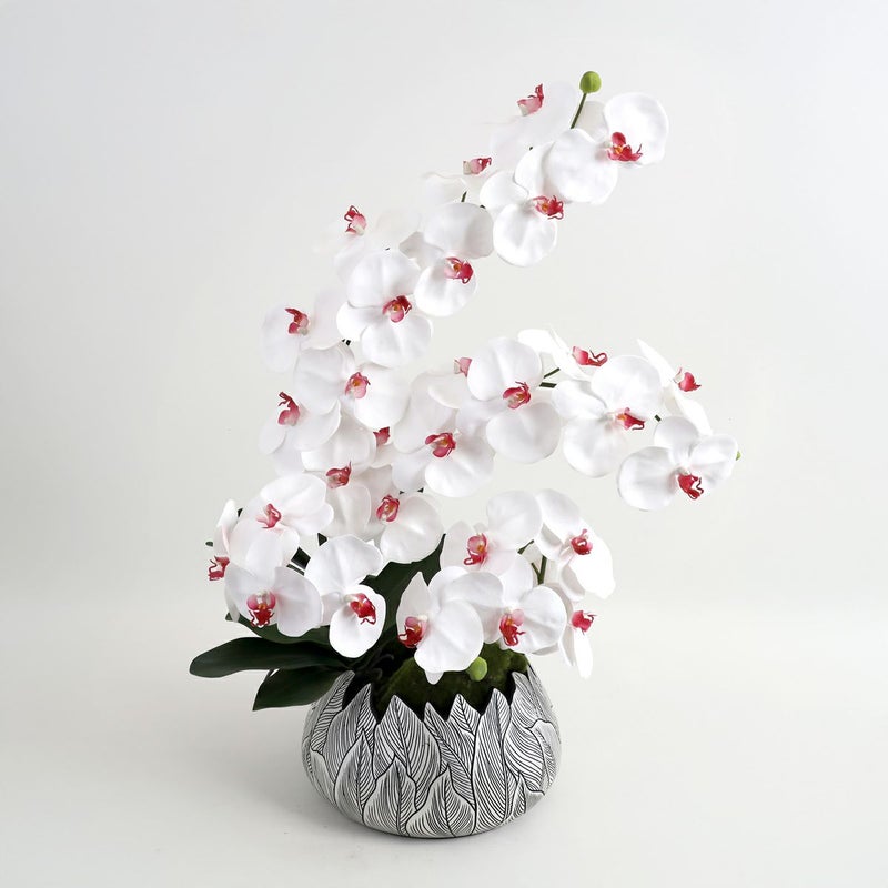 胡蝶蘭 はくらん[21]