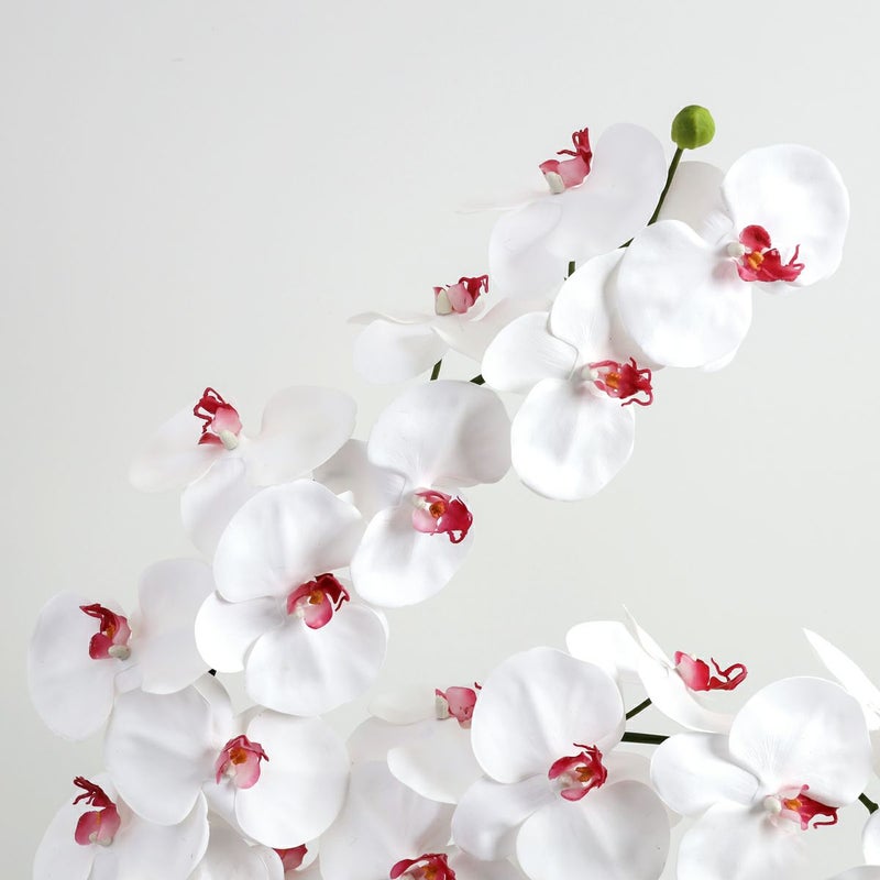 胡蝶蘭 はくらん[21]