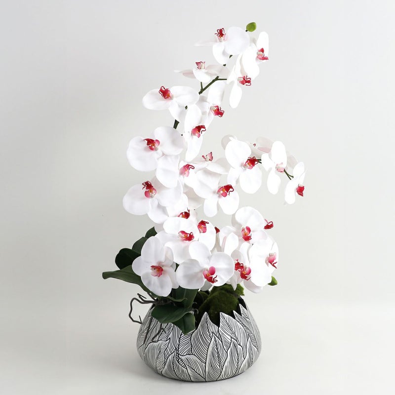 胡蝶蘭 はくらん[21]