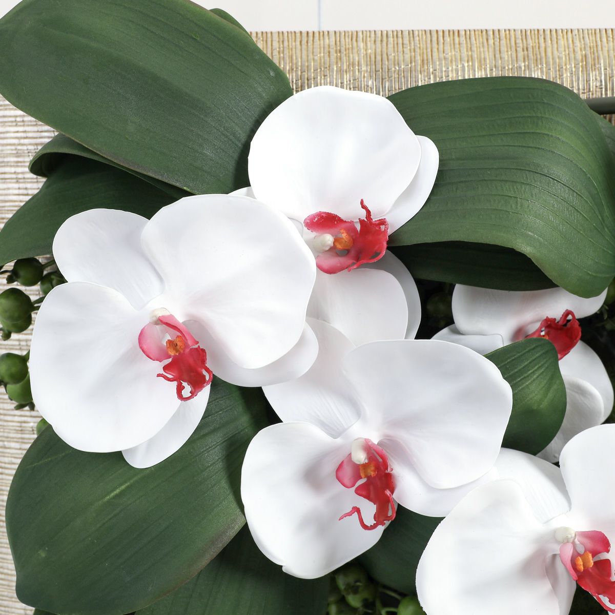 胡蝶蘭 はくらん フレーム [22]