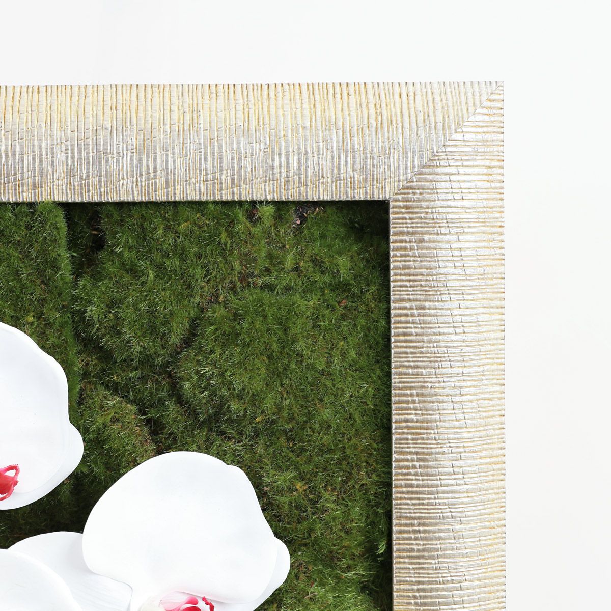 胡蝶蘭 はくらん フレーム [22]