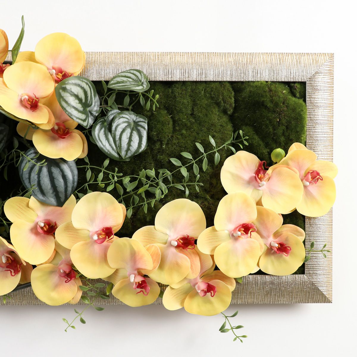 胡蝶蘭 はくらん フレーム [23]