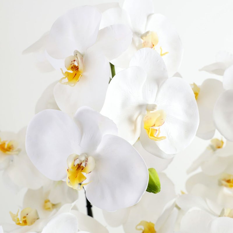 胡蝶蘭 はくらん[P-01]