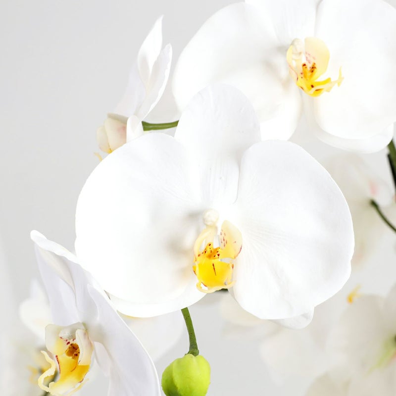 胡蝶蘭 はくらん[P-01]