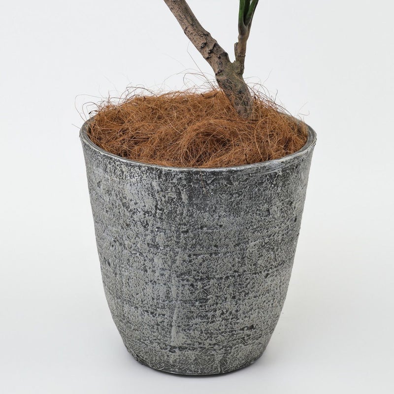 ツピタンサス フェイクグリーン [119]