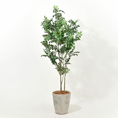 10%OFF】トネリコ フェイクグリーン [121] BA 高さ185cm 観葉植物 開店 