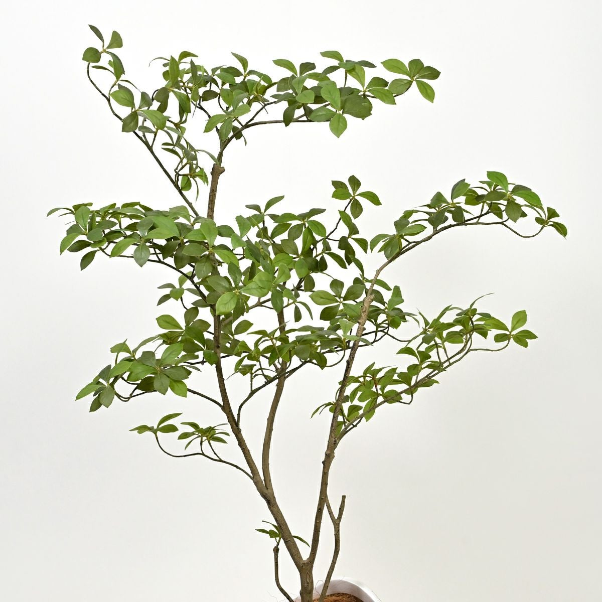 アーモンドツリー フェイクグリーン [122]