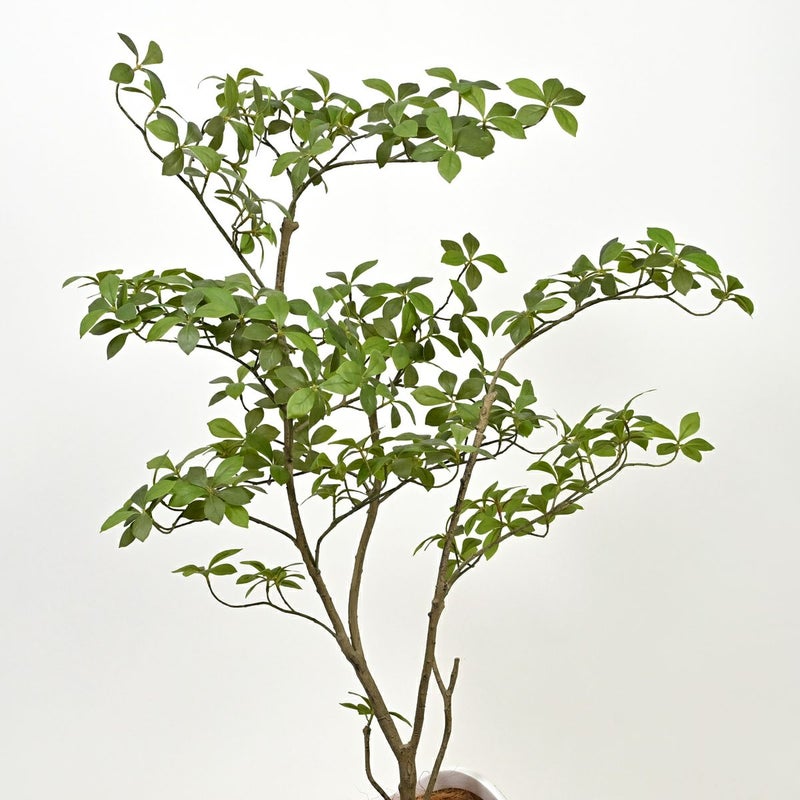 アーモンドツリー フェイクグリーン [122]