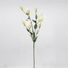 リシアンサス 全4色 H77cm 単品花材
