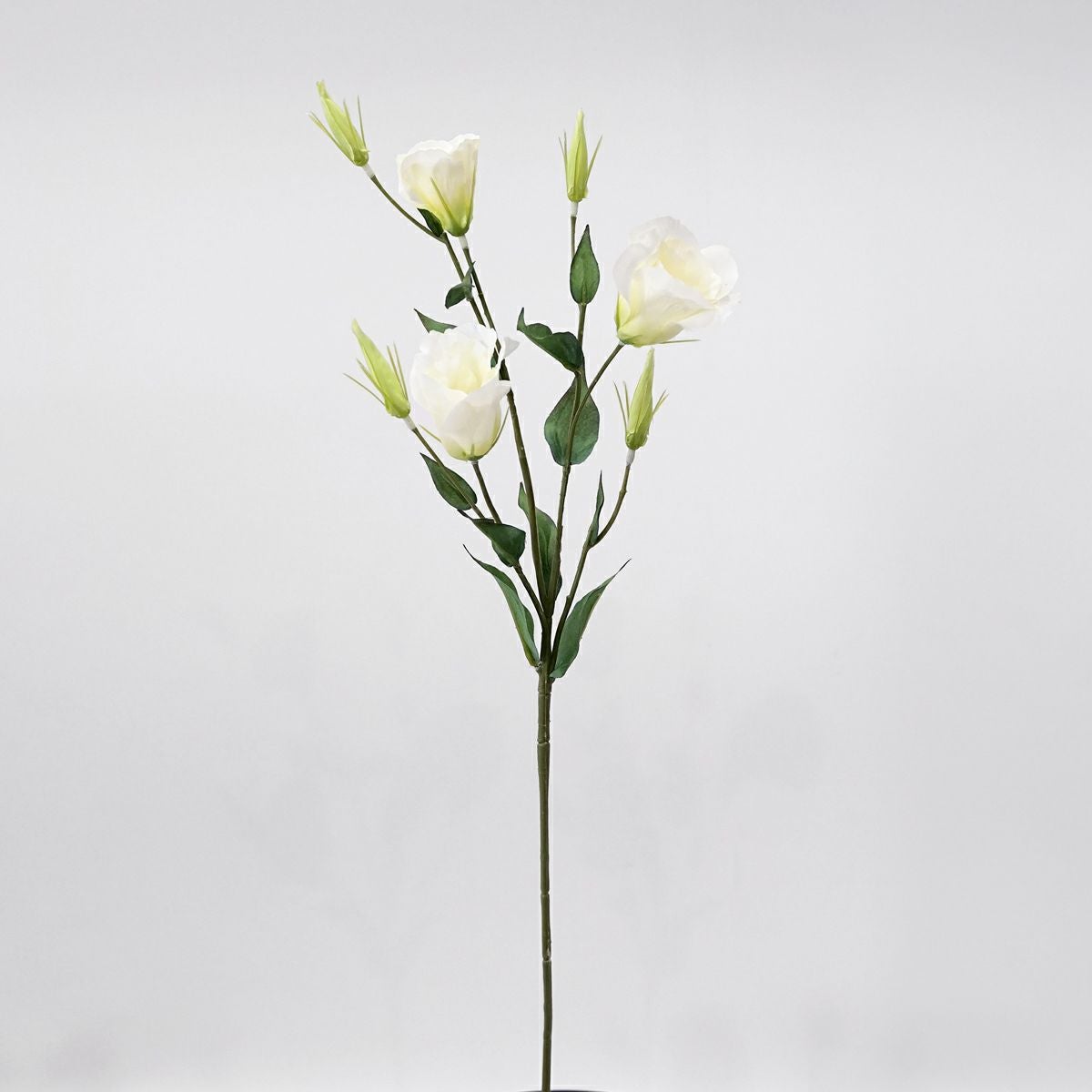 リシアンサス 全4色 H77cm 単品花材
