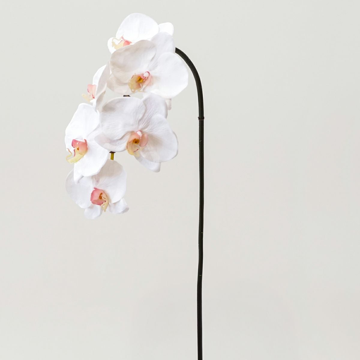 胡蝶蘭 6輪付き 全1色 H77cm 単品花材