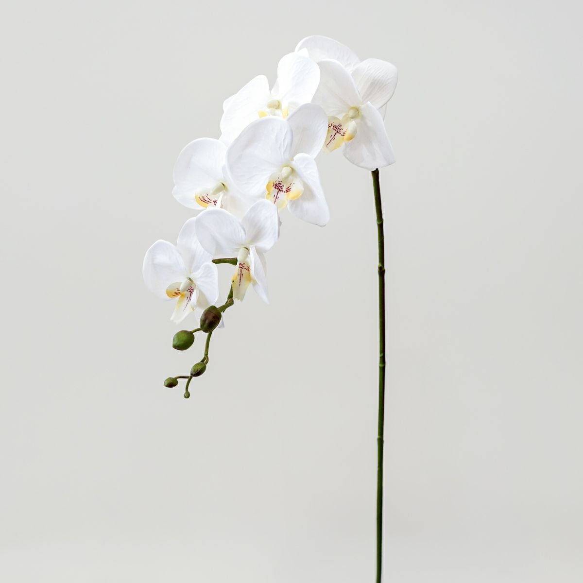 胡蝶蘭 7輪付き 全1色 H90cm 単品花材