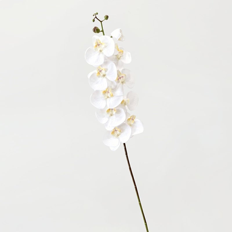 胡蝶蘭 10輪付き 全1色 H105cm 単品花材